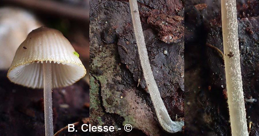 Mycena amicta